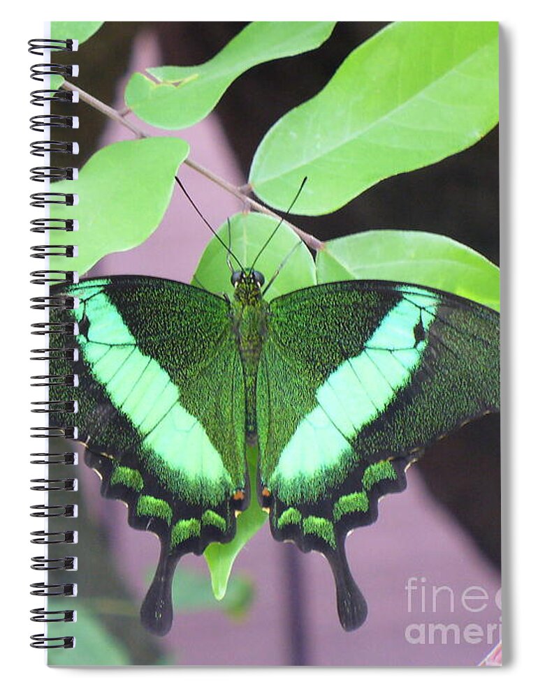 Butterfly Spiral Notebook featuring the photograph Peacock Swallowtail by Lingfai Leung