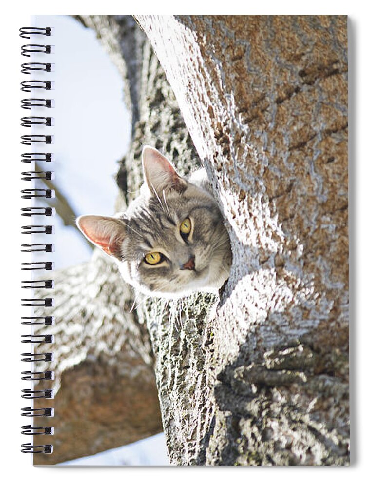 Cat Spiral Notebook featuring the photograph Peaking Cat by Sharon Popek