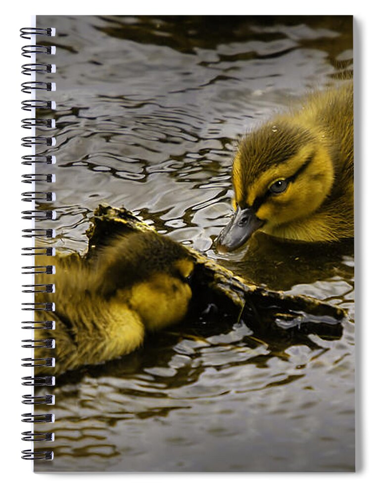 Usa Spiral Notebook featuring the photograph Peeka boo Ducklings by LeeAnn McLaneGoetz McLaneGoetzStudioLLCcom