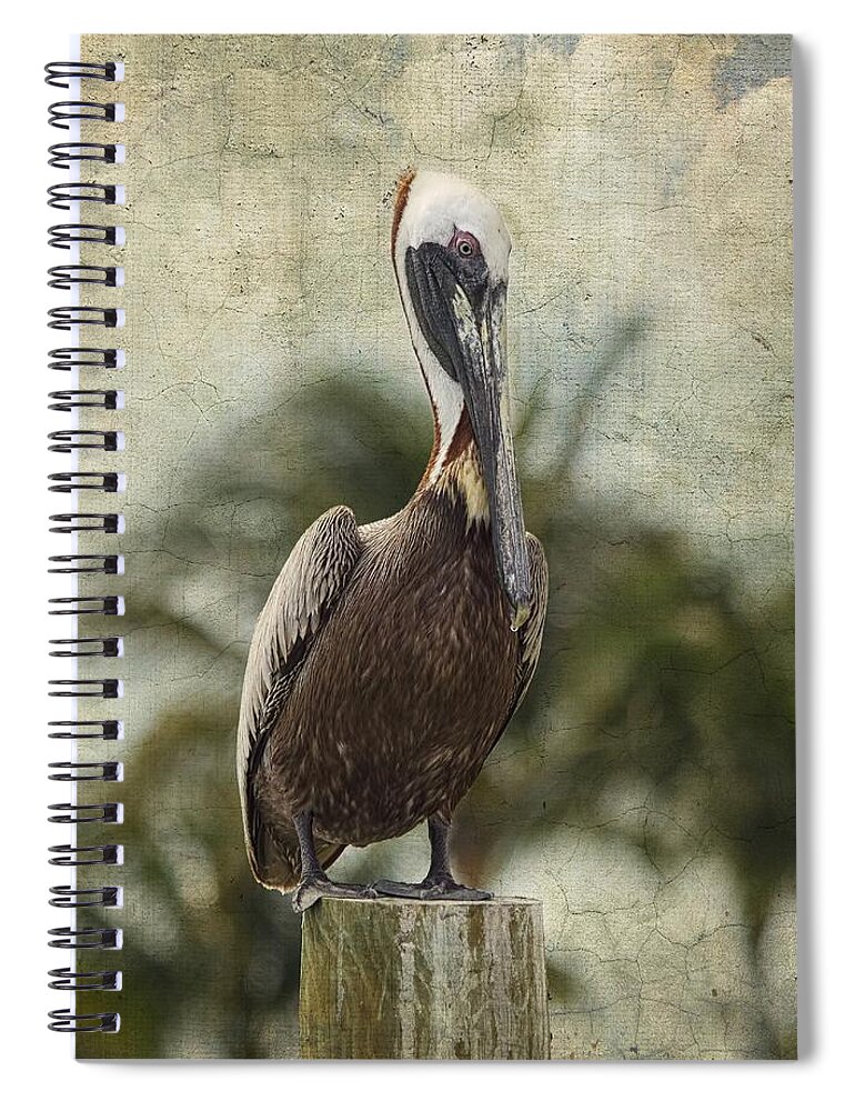 Pelican Spiral Notebook featuring the photograph Pelican - Sitting Around by Kim Hojnacki