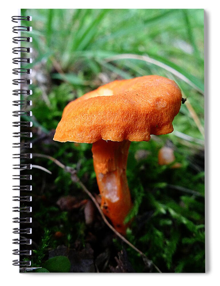Mushroom Spiral Notebook featuring the photograph Pennsylvania Woodland Fungi 4 by Richard Reeve
