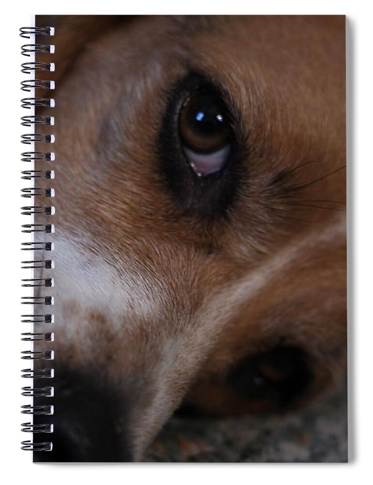 Beagle Spiral Notebook featuring the photograph Penny the Beagle Dog by Valerie Collins