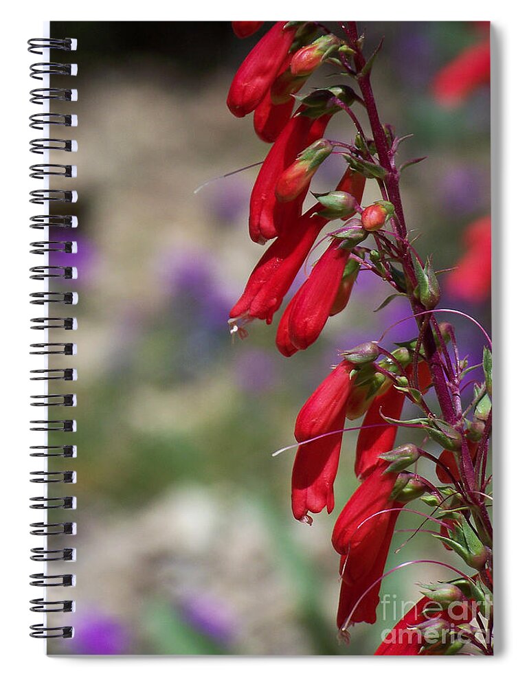 Flowers Spiral Notebook featuring the photograph Penstemon by Kathy McClure