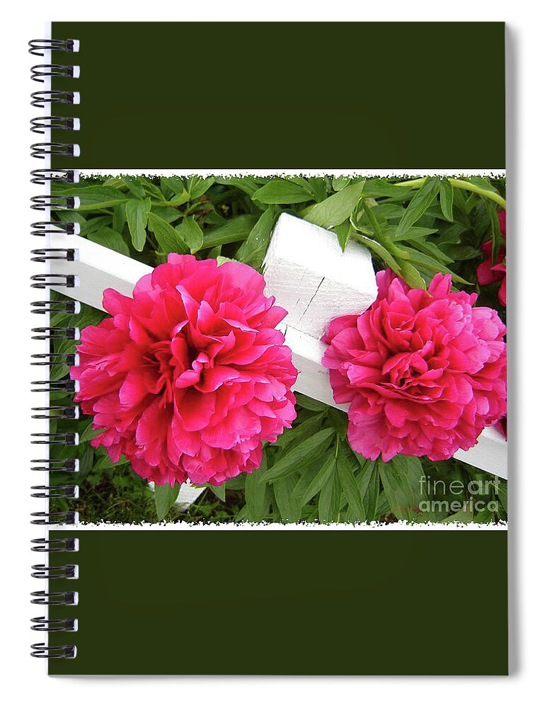 Resting Flowers Spiral Notebook featuring the photograph Peonies Resting on White Fence by Barbara A Griffin
