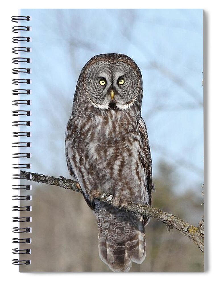 Great Grey Owl Spiral Notebook featuring the photograph Perching perfect by Heather King