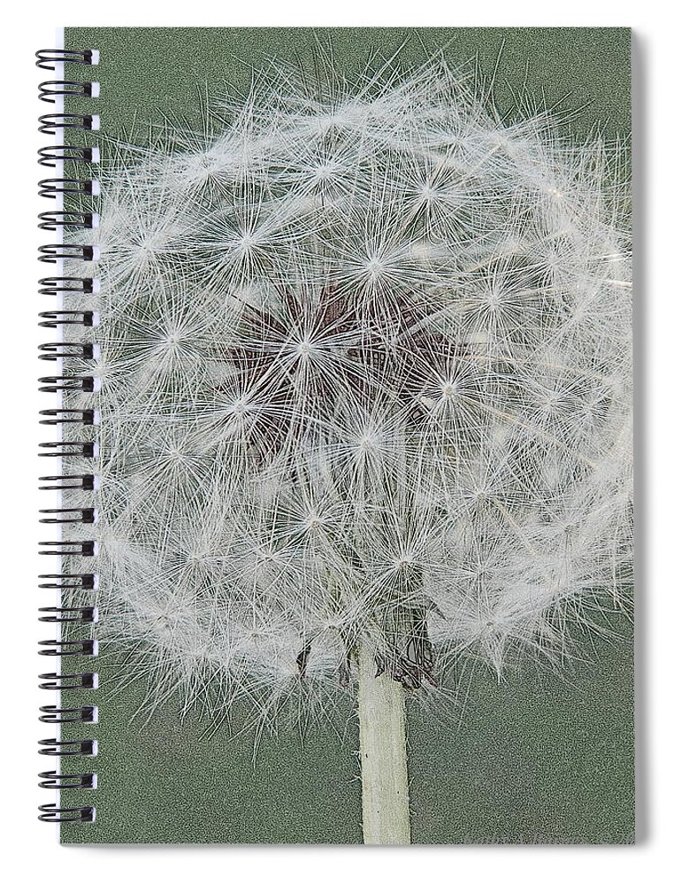 Dandelion Spiral Notebook featuring the photograph Perfect Dandelion by Kathy Barney