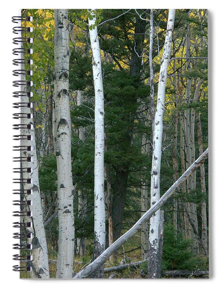 Gold Spiral Notebook featuring the photograph Perfection In Nature by Frank Madia