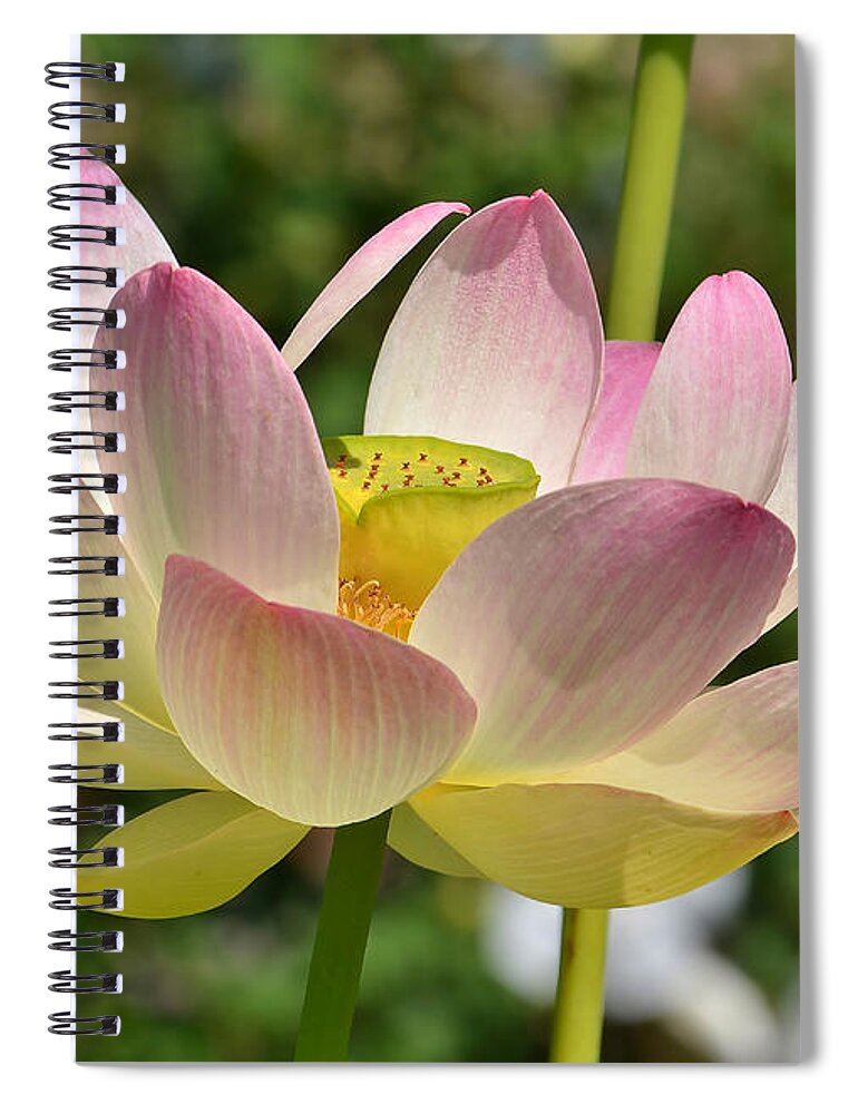 Lotus Spiral Notebook featuring the photograph Perfection by Kathy Baccari