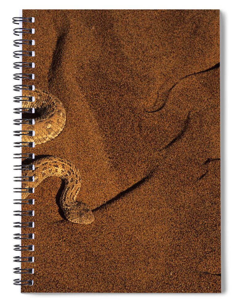 Peringuey's Adder Spiral Notebook featuring the photograph Peringuays Adder by Nigel Dennis