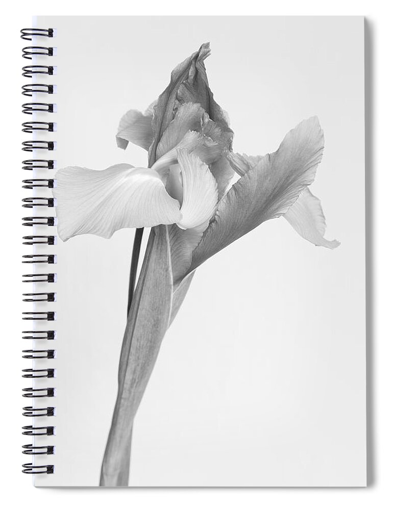 Flower Spiral Notebook featuring the photograph Persuade by Heidi Smith