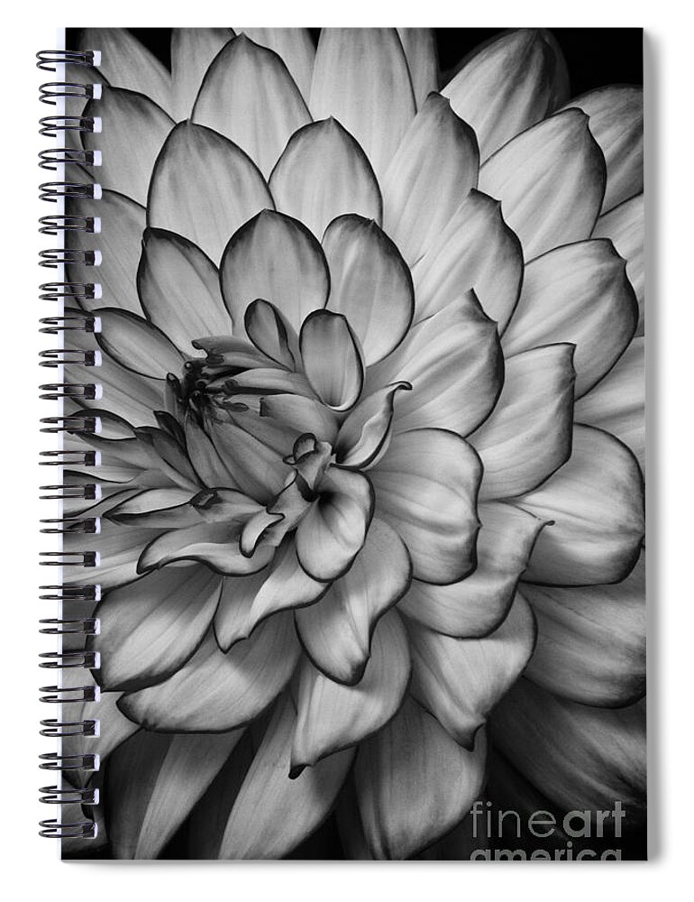 Dahlia Spiral Notebook featuring the photograph Petals by Carrie Cranwill