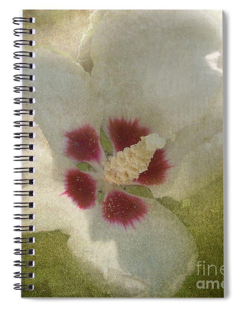 White Flower Spiral Notebook featuring the photograph Petals in Shadows by Kathi Mirto