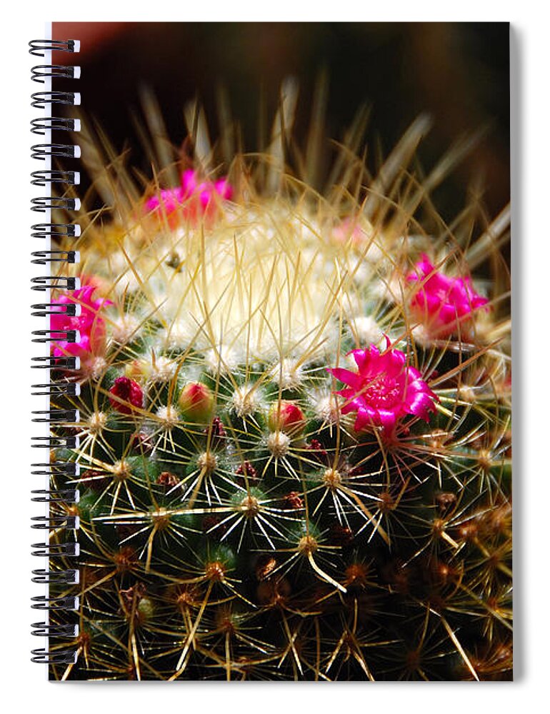 Cactus Spiral Notebook featuring the photograph Petite Cactus by John Schneider