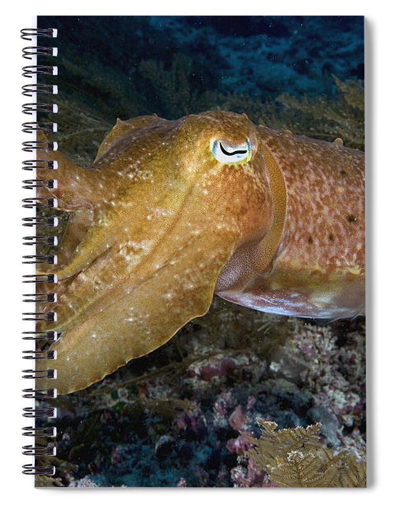 Nis Spiral Notebook featuring the photograph Pharaoh Cuttlefish Lombok Indonesia by Dray van Beeck