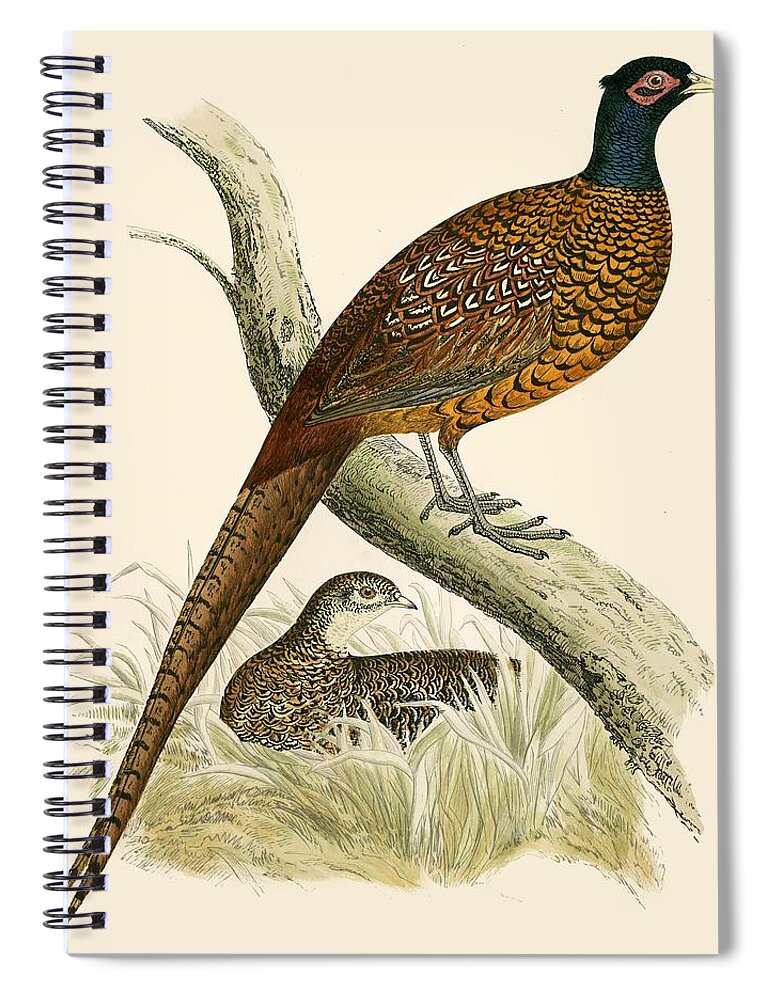 Birds Spiral Notebook featuring the painting Pheasant by Beverley R Morris