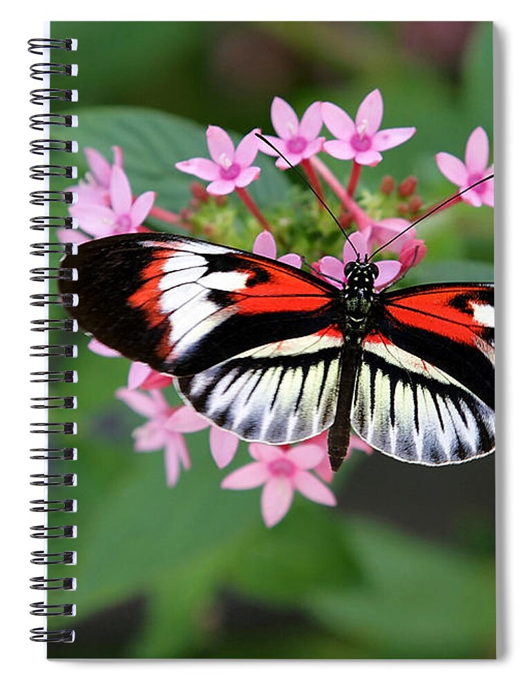 Macro Spiral Notebook featuring the photograph Piano Key Butterfly on Pink Penta by Sabrina L Ryan
