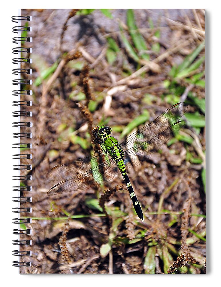 Dragonfly Spiral Notebook featuring the photograph Picturesque Pondhawk by Al Powell Photography USA
