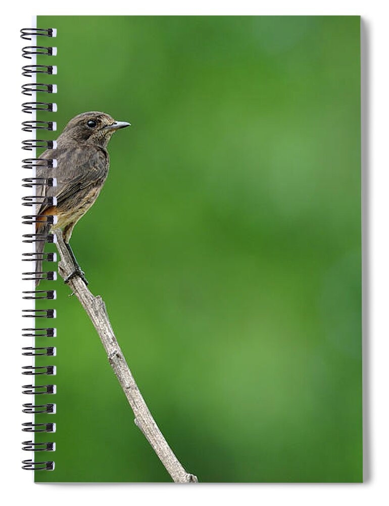 Animal Themes Spiral Notebook featuring the photograph Pied Bushchat by Poorna Kedar