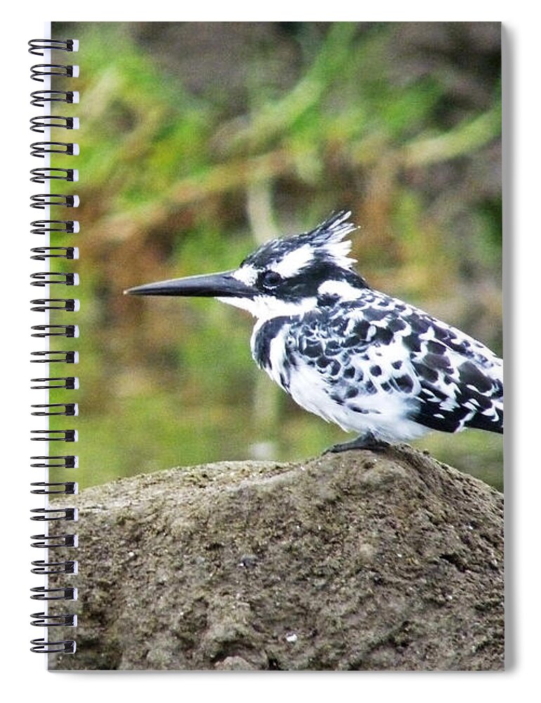 Pied Kingfisher Spiral Notebook featuring the photograph Pied Kingfisher by Tony Murtagh