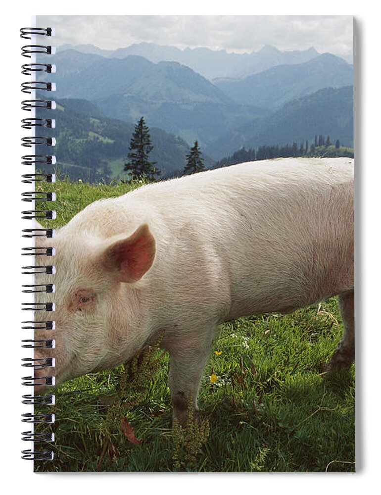 Feb0514 Spiral Notebook featuring the photograph Pig On A Grassy Lawn by Konrad Wothe
