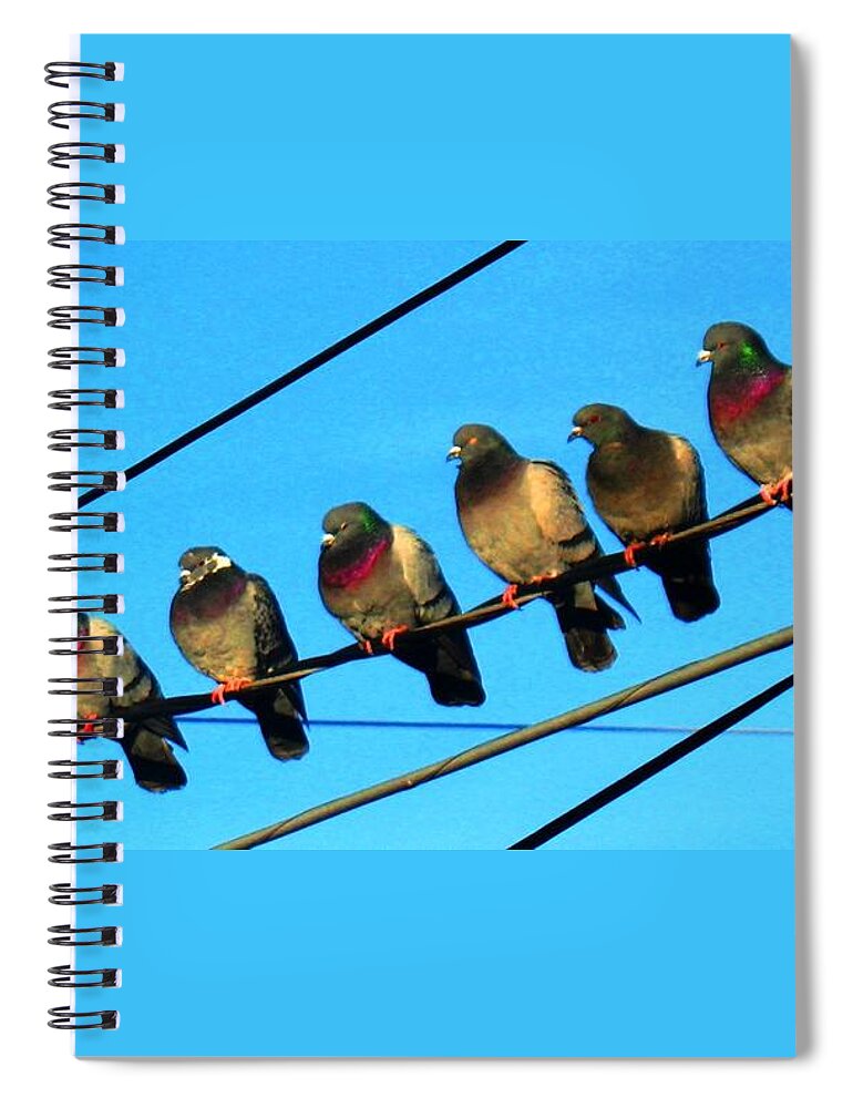 Pigeons Spiral Notebook featuring the photograph Pigeon Beauty Pageant by Hazel Holland