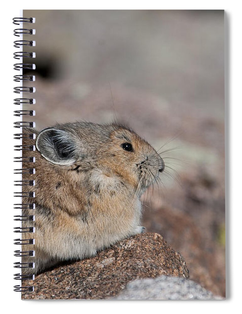 Pika Spiral Notebook featuring the photograph Pika in the Sun by Cascade Colors