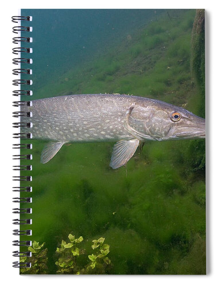 Northern Pike Spiral Notebook featuring the photograph Pike In Lake by Wolfgang Herath