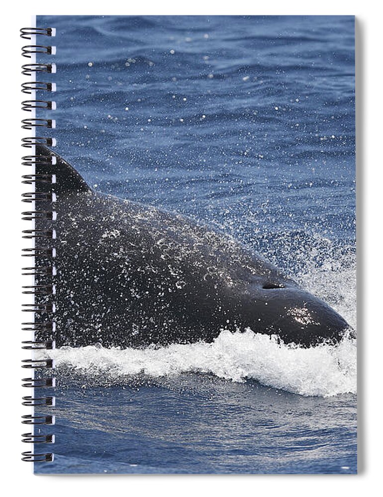 Pilot Whale Spiral Notebook featuring the photograph Pilot Whale by M. Watson