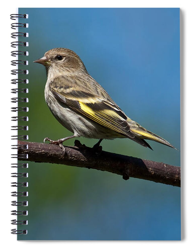 Animal Spiral Notebook featuring the photograph Pine Siskin Perched on a Branch by Jeff Goulden