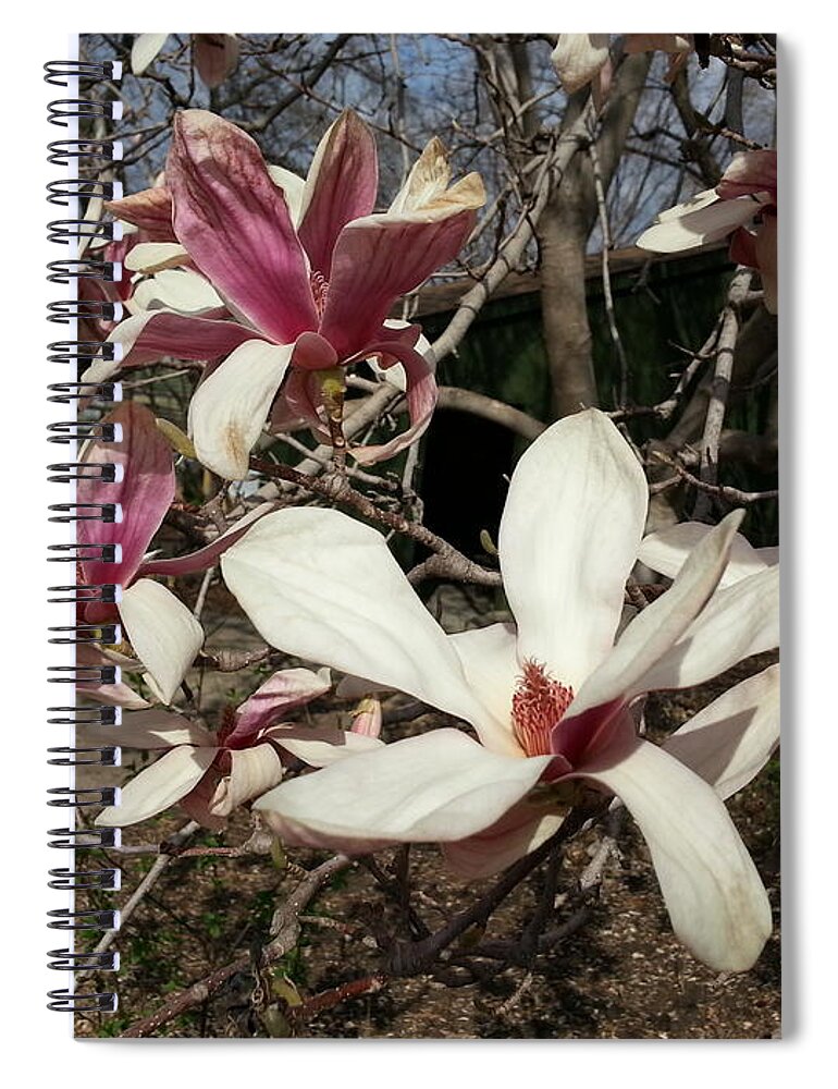 Pink Spiral Notebook featuring the photograph Pink and White Spring Magnolia by Caryl J Bohn