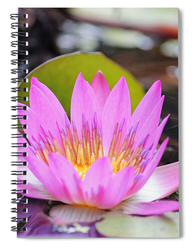 Lotus Spiral Notebook featuring the photograph Pink and Yellow Lotus by Suzanne Gaff