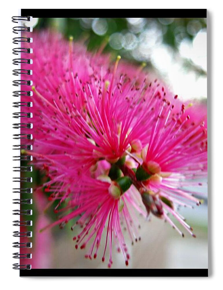Pink Spiral Notebook featuring the photograph Pink Bottlebrush Flower - Within Border by Leanne Seymour