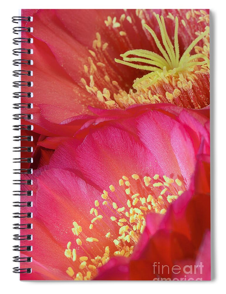 Pink Cactus Flower Spiral Notebook featuring the photograph Pink Cactus Flower Bouquet II by Tamara Becker