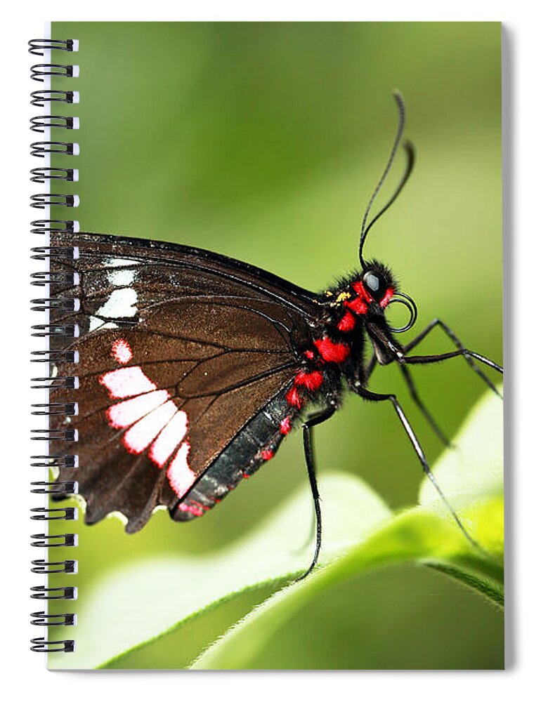 Butterfly Spiral Notebook featuring the photograph Pink cattleheart by Grant Glendinning
