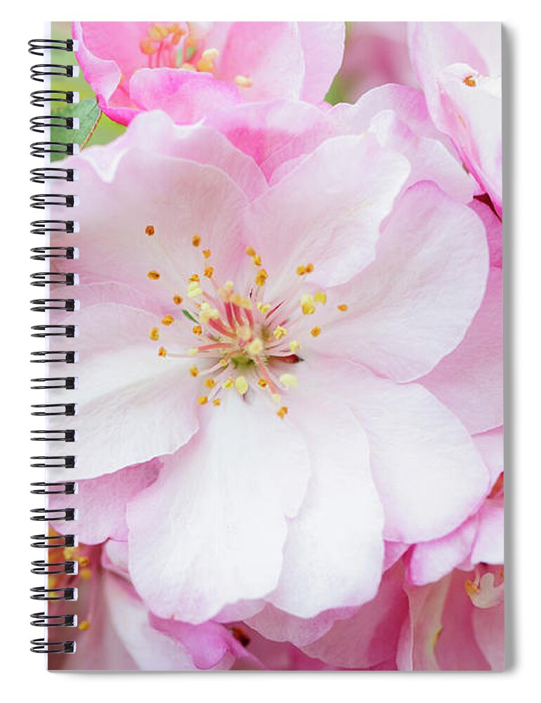 Season Spiral Notebook featuring the photograph Pink Cherry Blossoms by Ogphoto