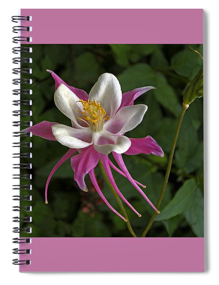 Pink Flower Spiral Notebook featuring the photograph Pink Columbine Flower by Ben and Raisa Gertsberg