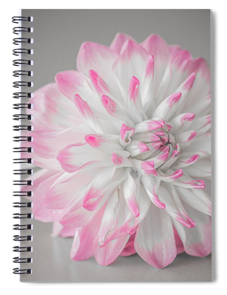 Flower Spiral Notebook featuring the photograph Pink Dahlia by Amanda Mohler