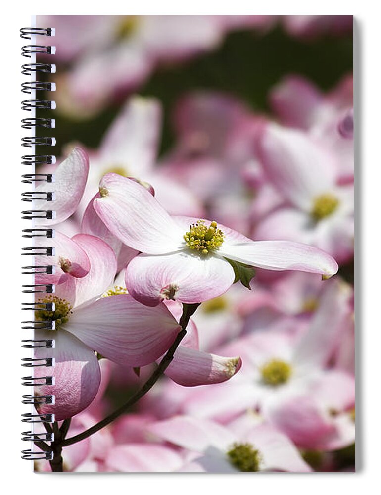 Pink Spiral Notebook featuring the photograph Pink Dogwood Blooms by Jill Lang