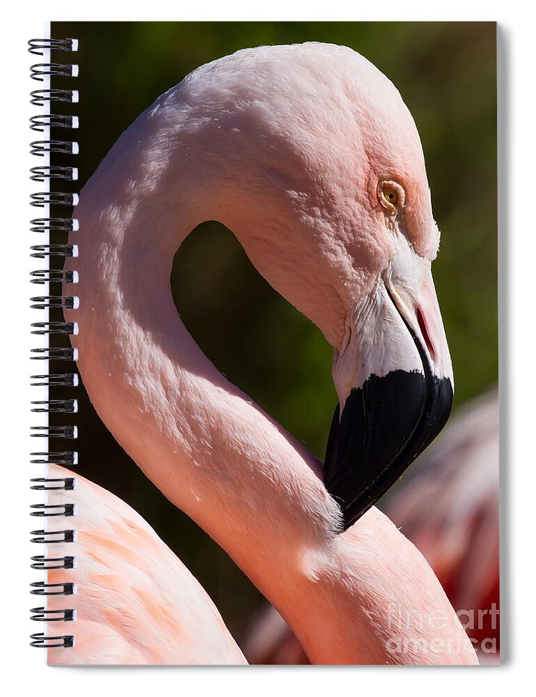 Bird Spiral Notebook featuring the photograph Pink Flamingo 7D9003 by Wingsdomain Art and Photography