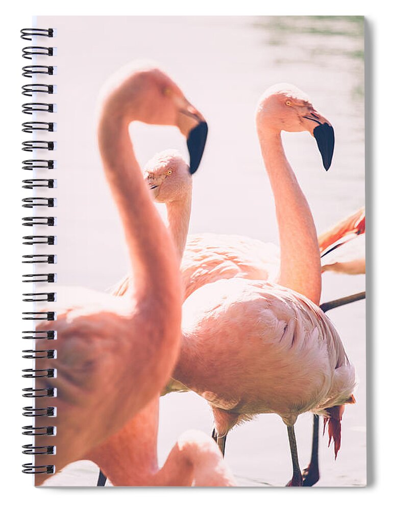 Pink Spiral Notebook featuring the photograph Pink Flamingo Flock by Pati Photography