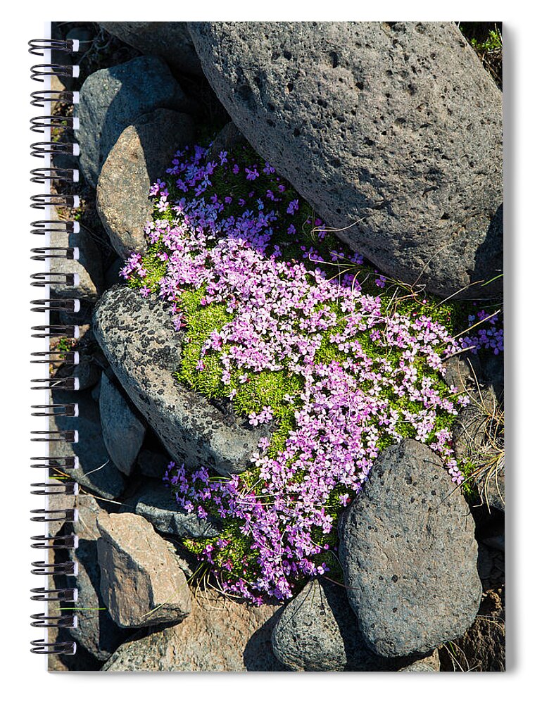 Flowers Spiral Notebook featuring the photograph Pink flowers in Iceland by Matthias Hauser
