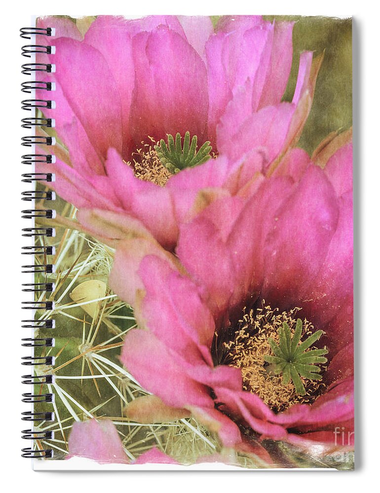 Pink Cactus Flower Spiral Notebook featuring the photograph Pink Hedgehog Cactus Flower by Tamara Becker