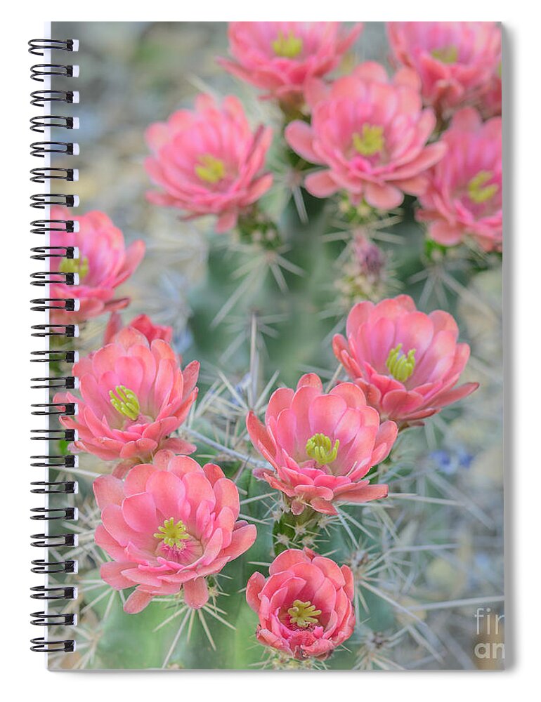 Pink Cactus Flower Spiral Notebook featuring the photograph Pink Hegehog Cactus by Tamara Becker