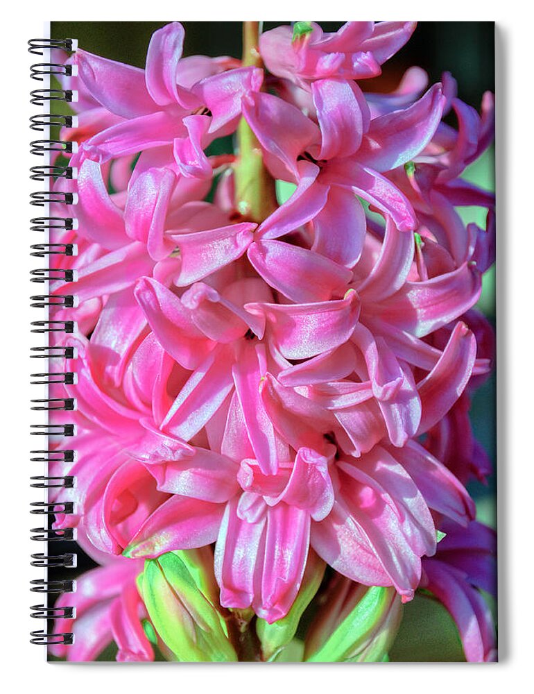 Flower Spiral Notebook featuring the photograph Pink Hyacinth by Tikvah's Hope