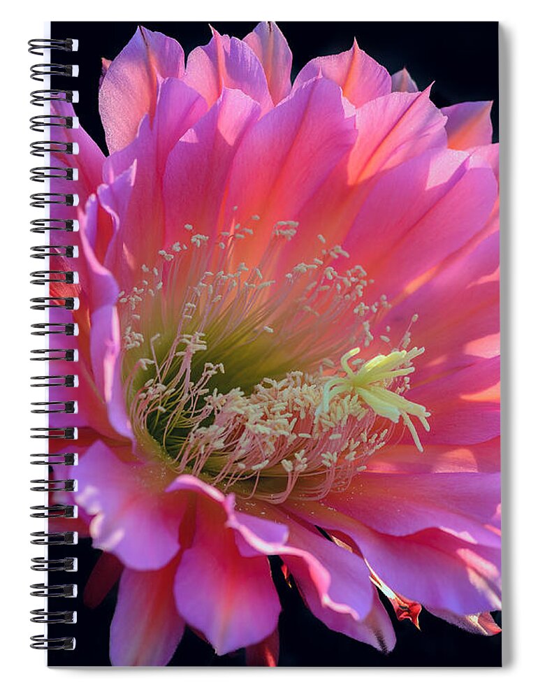 Pink Cactus Flower Spiral Notebook featuring the photograph Pink Night Blooming Cactus Flower by Tamara Becker