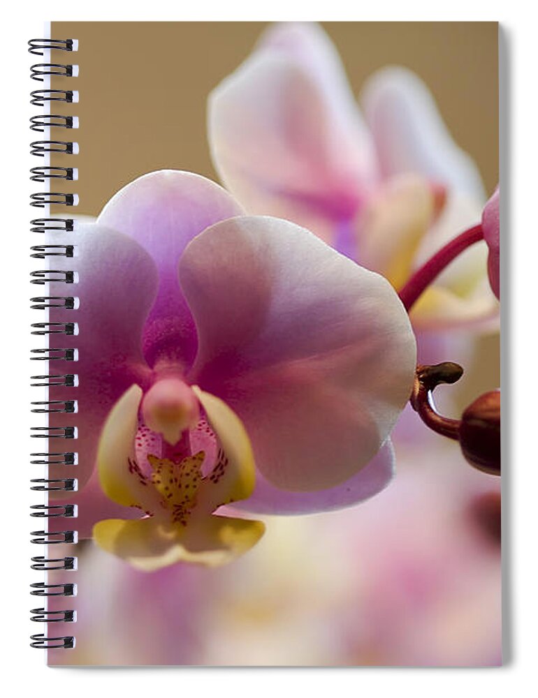 Flower Spiral Notebook featuring the photograph Pink Orchid by Teresa Zieba