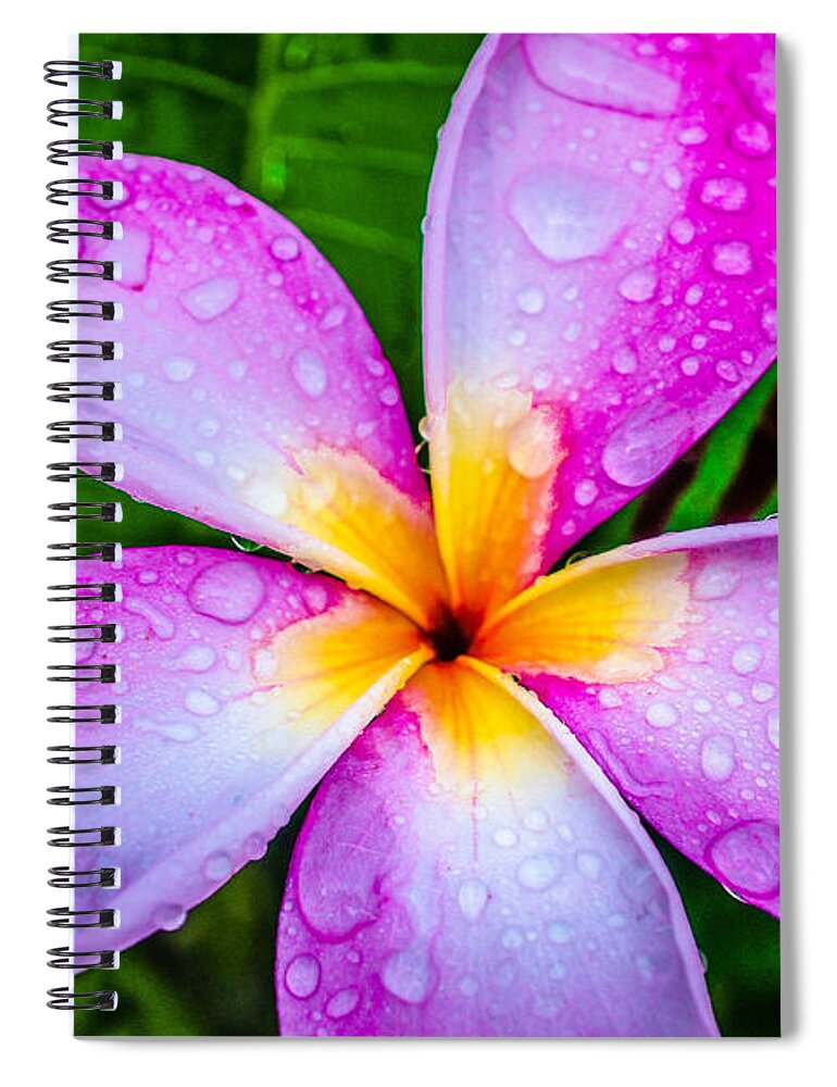 Pink Plumeria Spiral Notebook featuring the photograph Pink Plumeria by TK Goforth