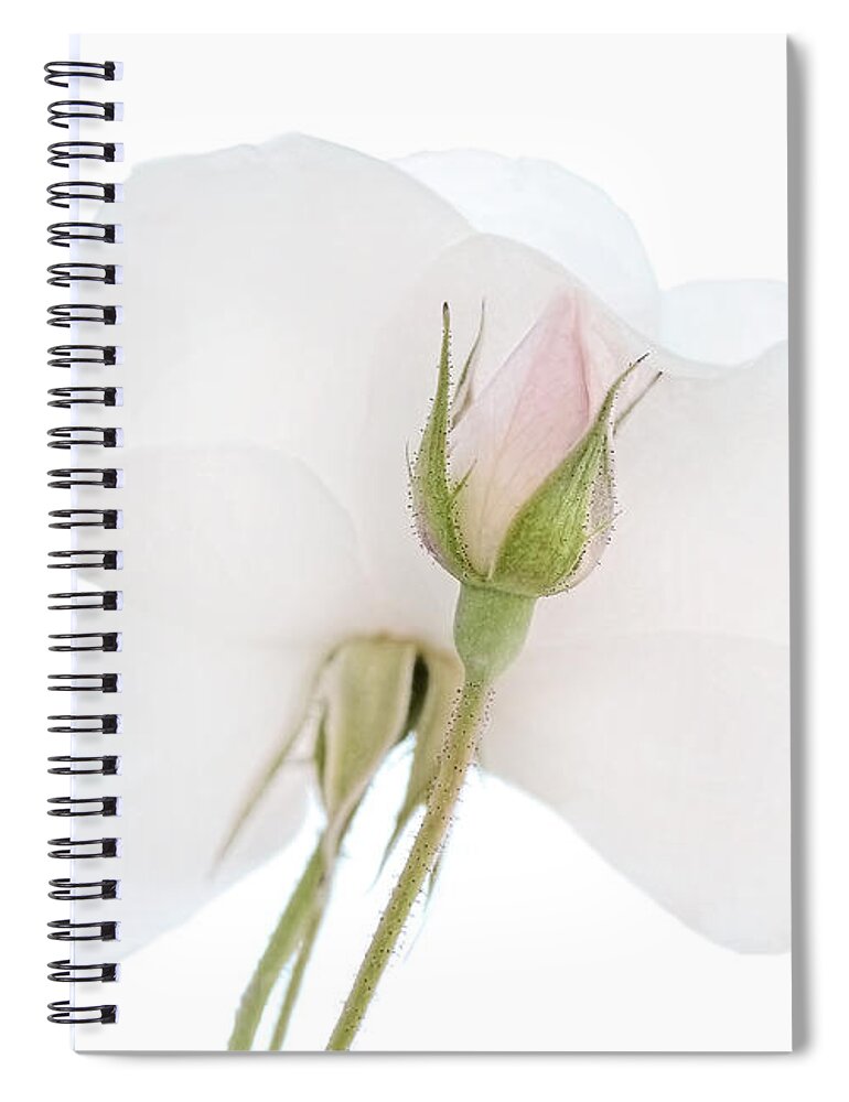 Rose Spiral Notebook featuring the photograph Pink Rose Bud turns to White Rose Flower by Jennie Marie Schell