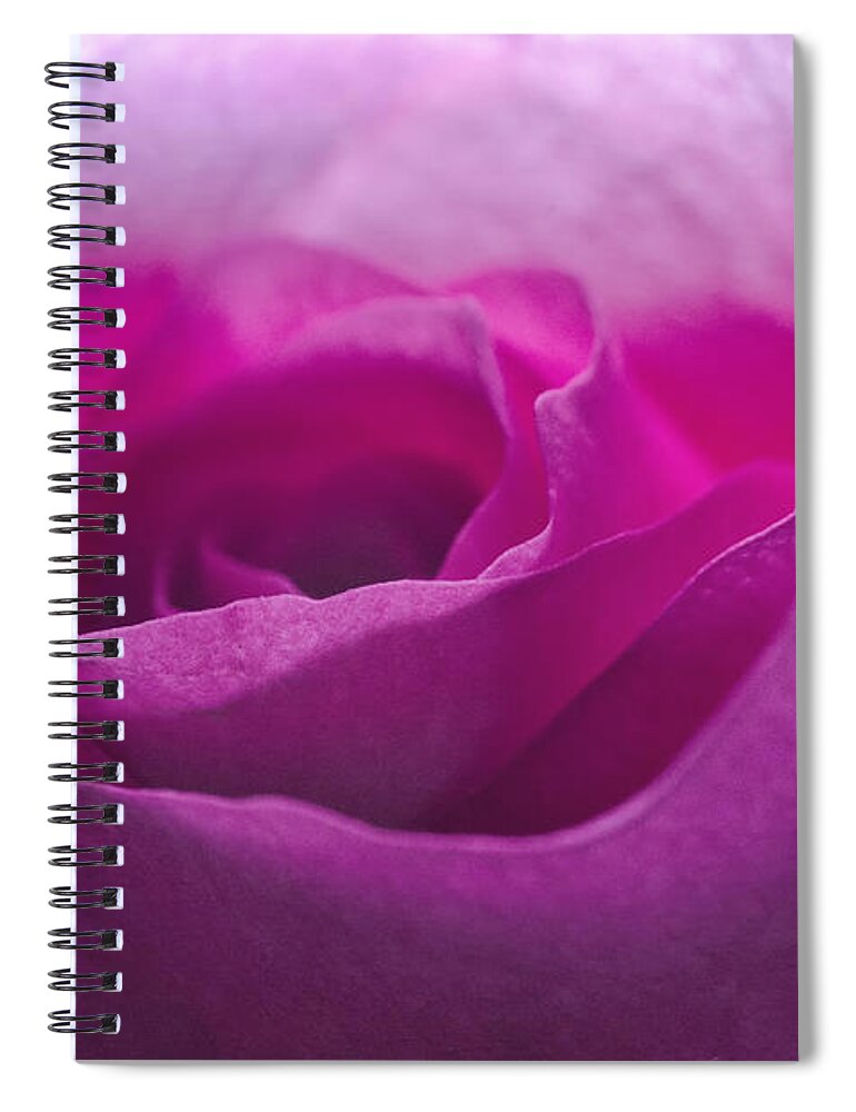 Flower Spiral Notebook featuring the photograph Pink Rose by Jim Shackett