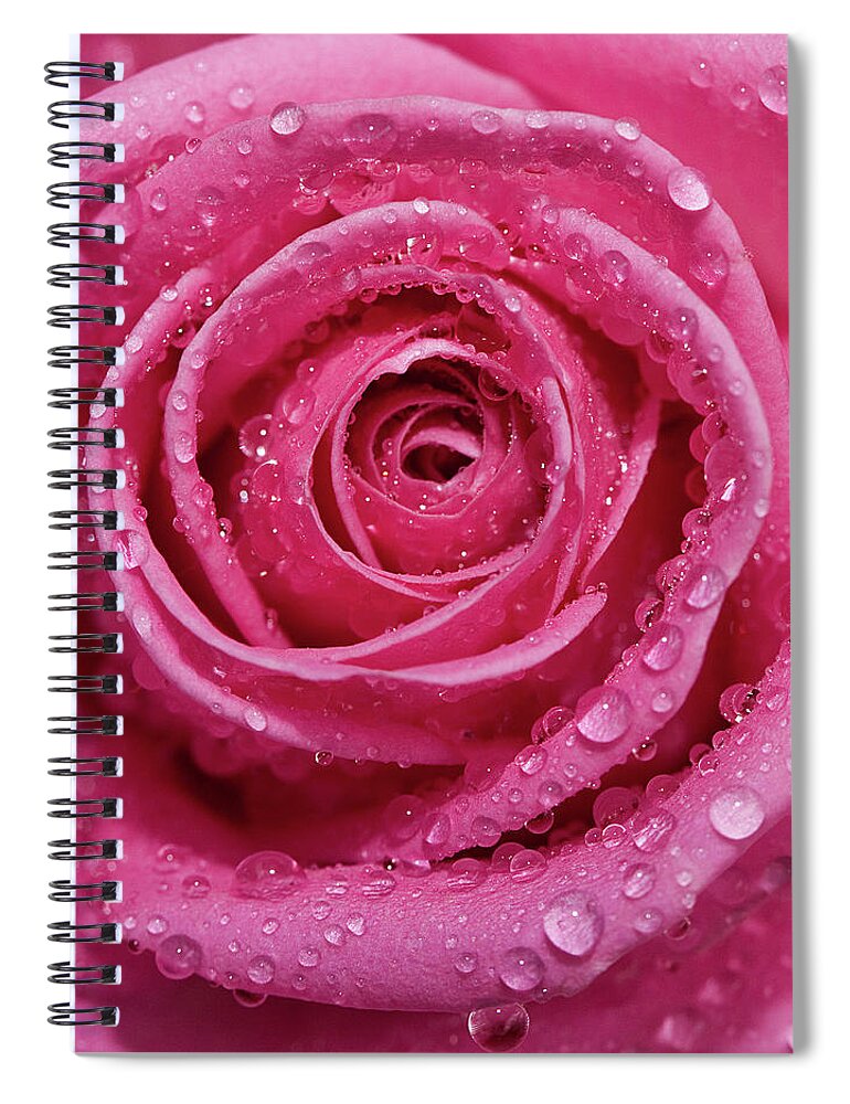 Petal Spiral Notebook featuring the photograph Pink Rose Petals With Raindrops by Kim Haddon Photography